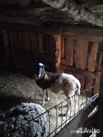 Продам стадо дорперов