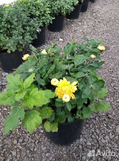 Декоративные кустарники