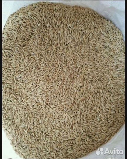 Комбикорма,Кукуруза,ячмень,пшеница,овёс