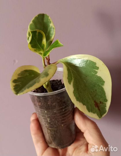 Растения для дома (юкка, ананас, агла, драцена