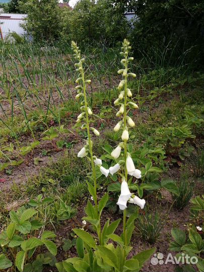 Цветы и кустарники однолетники и многолетники
