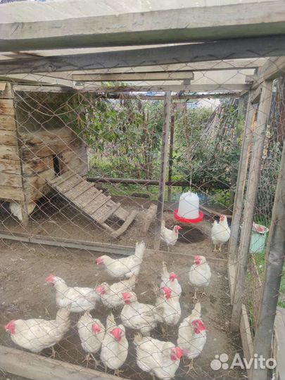 Продам куриц несушек