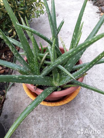 Алоэ вера настоящий эхинацея флоксы