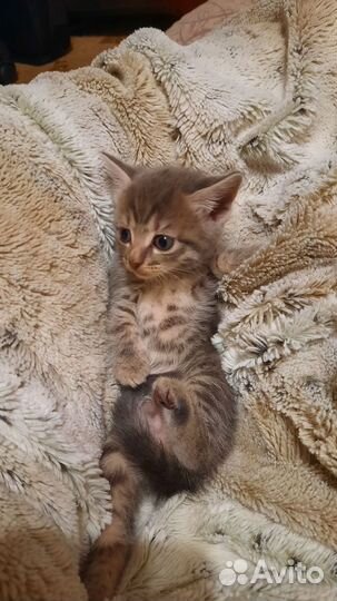 Котята отдам в добрые руки