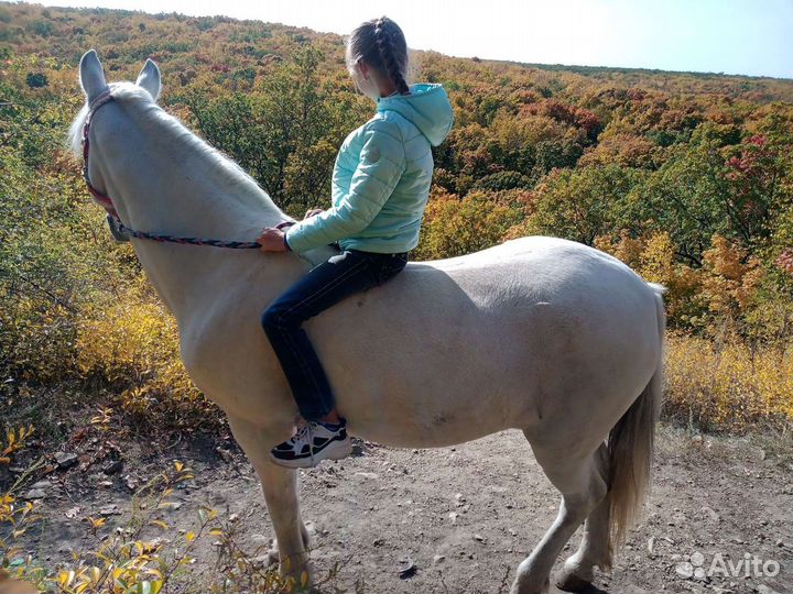 Верховые, романтические прогулки на лошадях и пони