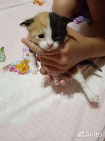 Кошки породистые бесплатно