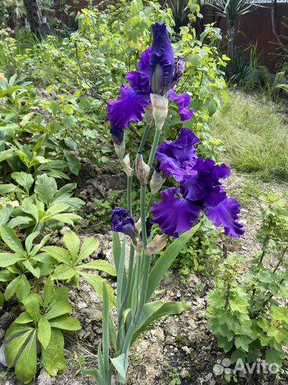 Ирисы делянкой