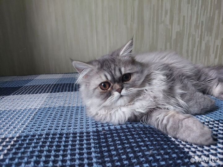 Персидская кошечка