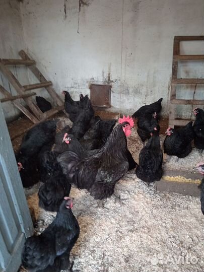 Инкубационное яйцо