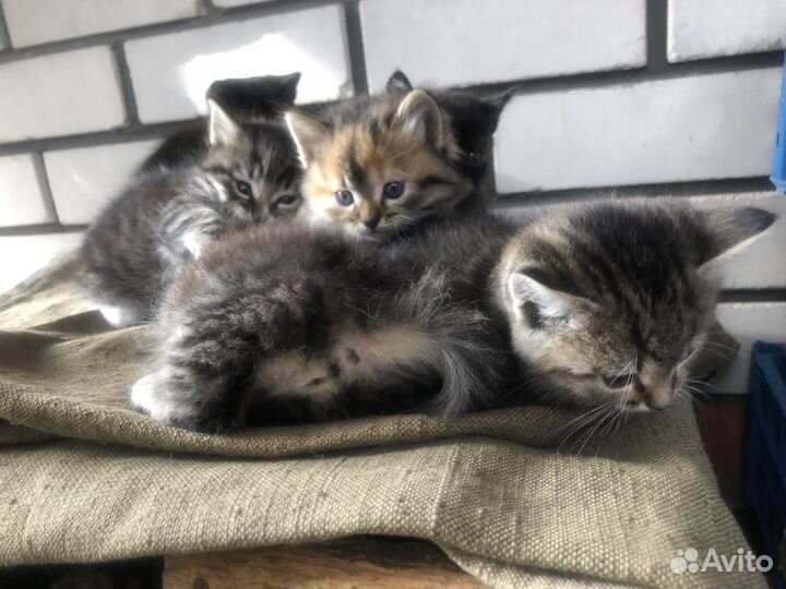 Домашние животные кошки