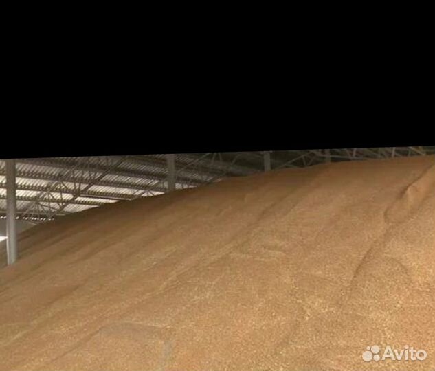 Зерно пшеница