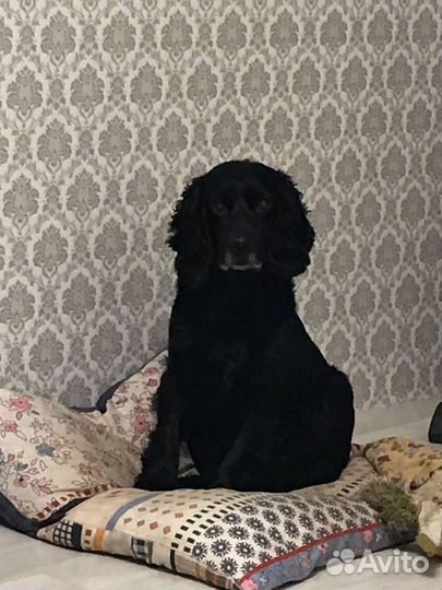 Русский спаниель