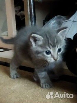 Британская кошка
