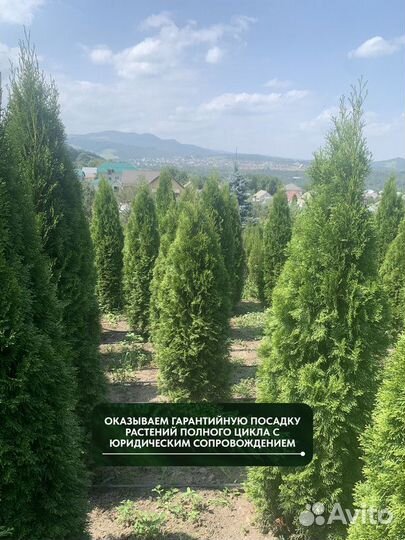 Ель обыкновенная, крупномер