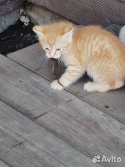 Котята мышеловы