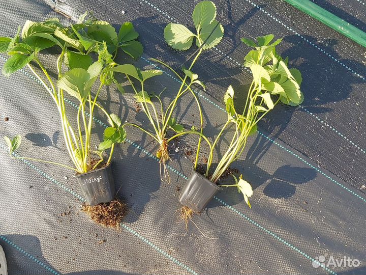 Рассада клубники