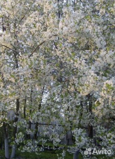 Саженцы вишни