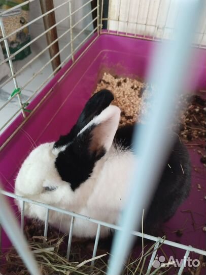 Декоративные кролики в добрые руки