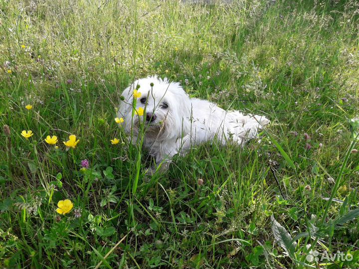 Передержка собак