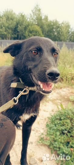 Собака девочка