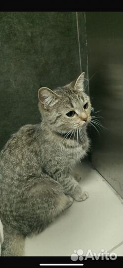 Кошка ищет дом