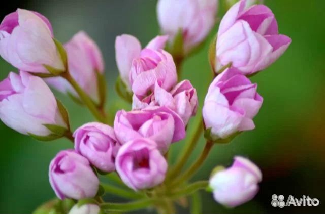 Пеларгония герань тюльпановидная