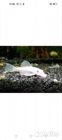 Анциструс l144 snow white и другие