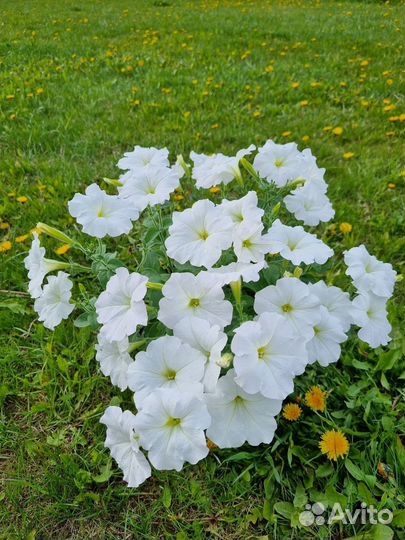 Петуния ампельная в кашпо