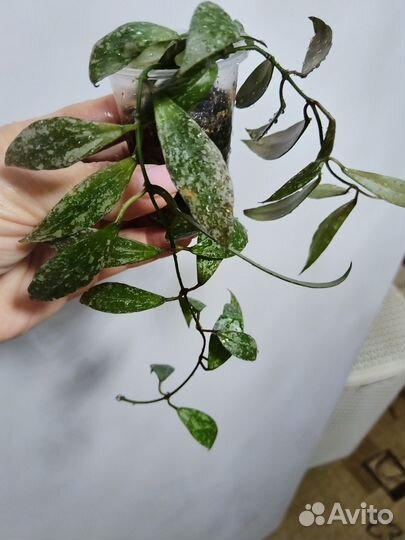 Хойя лакуноза red лайф