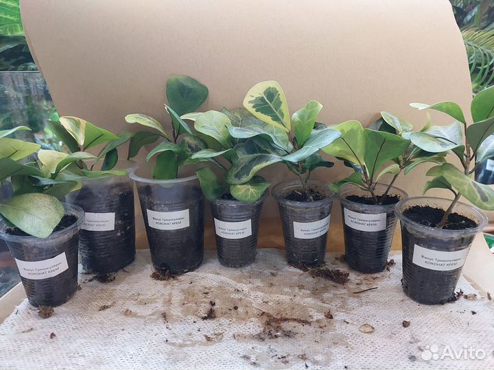 Сортовые фикусы