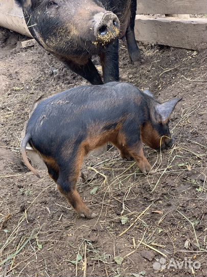 Поросята венгерской мангалицы