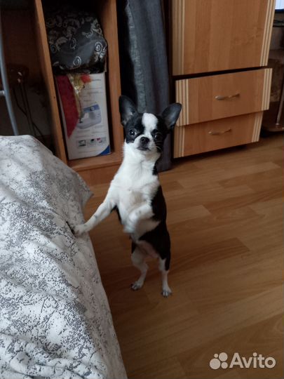 Щенки чихуахуа мини девочки