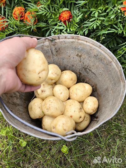 Картофель с доставкой на дом