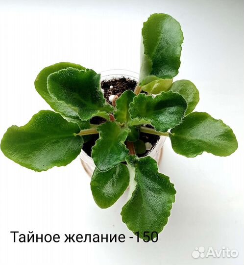 Детки сортовых фиалок