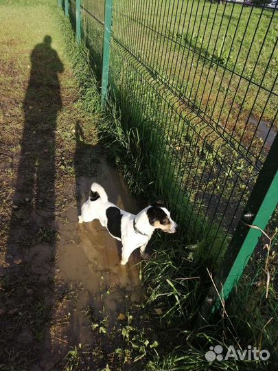 Джек рассел терьер кобель для вязки