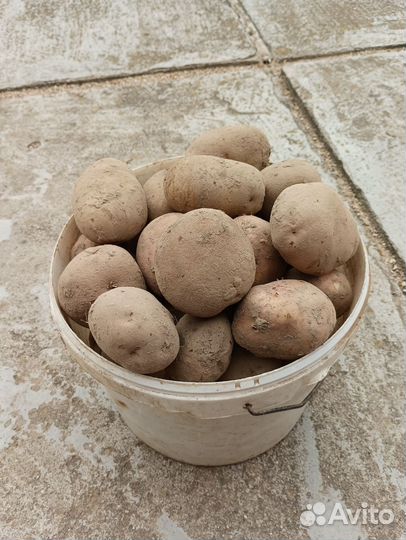 Домашний картофель