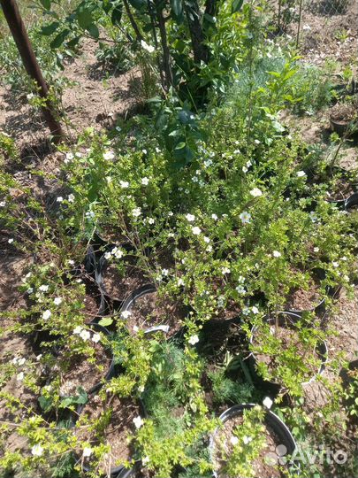 Туя брабант