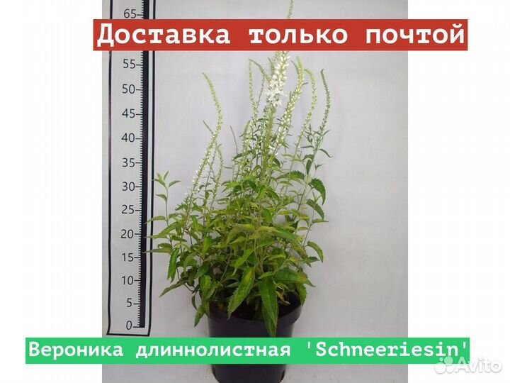 Вероника длиннолистная Schneeriesin
