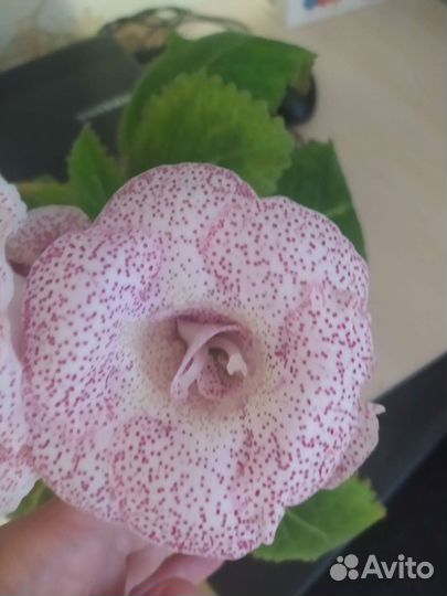 Детки Глоксинии махровой