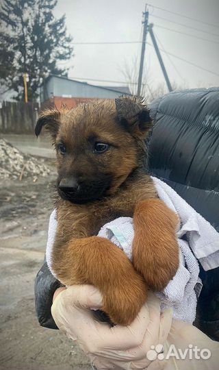 Щенок метис овчарки девочка 3 месяца
