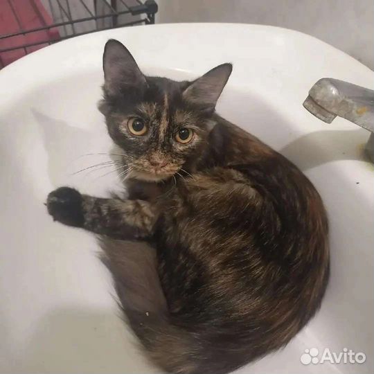 Марта ищет дом