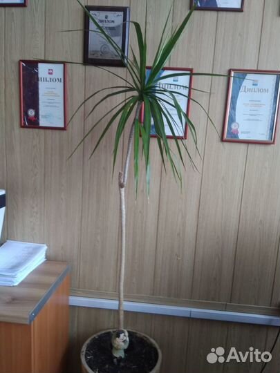 Драцена Маргината