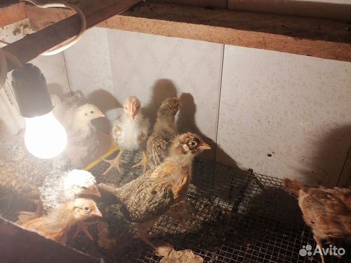 Куры молодки домашние