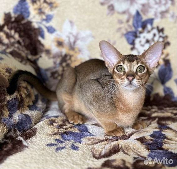 Абиссинский мальчик