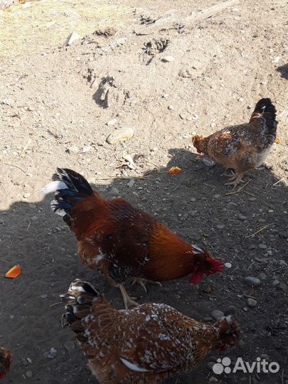 Молодые петухи