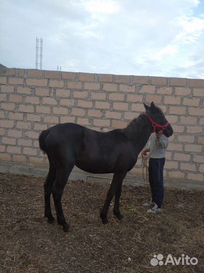 Продаётся бычки барашки