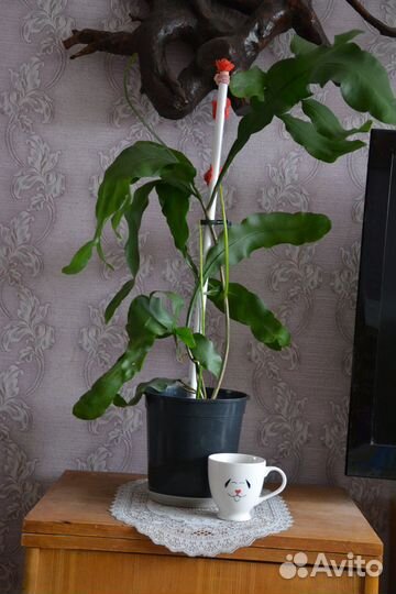 Царица ночи (есть укорененные черенки)