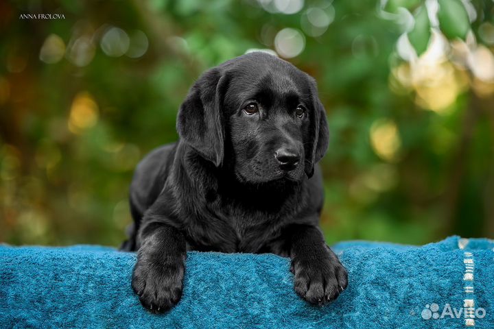 Лабрадор черные девочки