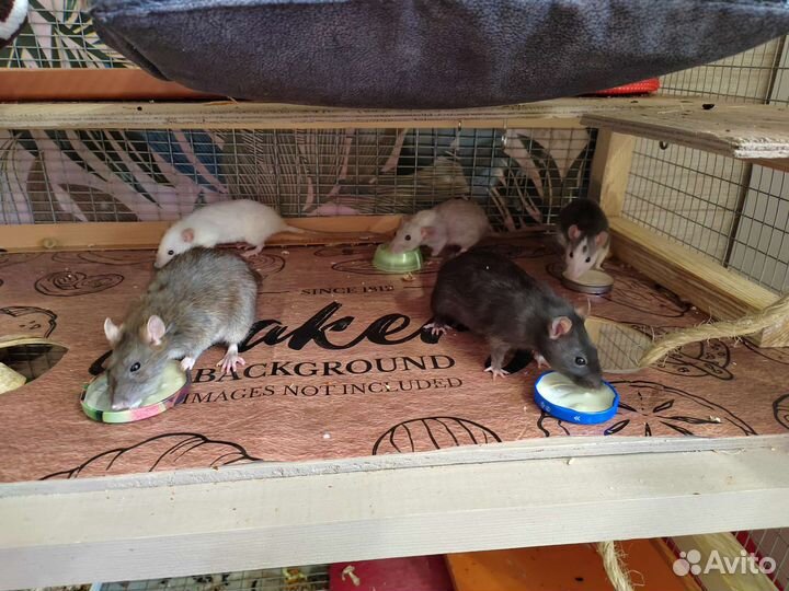 Клетка для грызунов