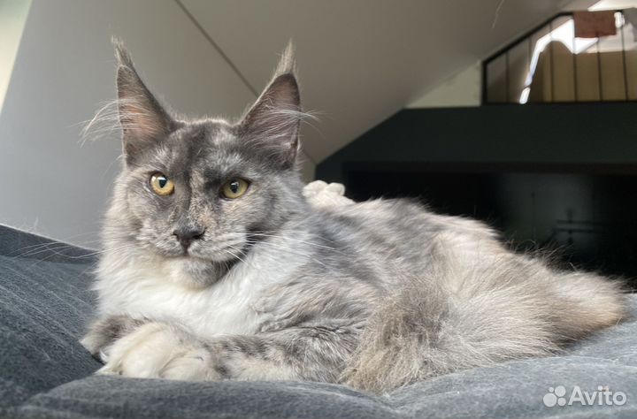 Девочки Мейн Кун